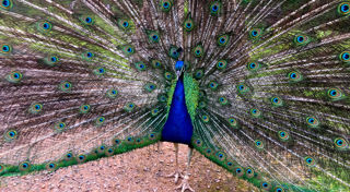 Peacock 06 2500X1500