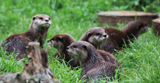 Otter Web Banner 01 2500X1500