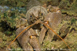 Vobster Crayfish 1