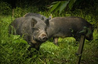 Devon Boar Grasss 11 Min