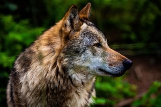 Devon Wolf In Sun Min