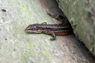 Common Lizard 1