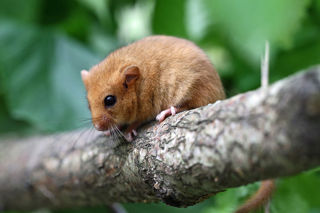 Hazeldormouse1 1 1200X1200