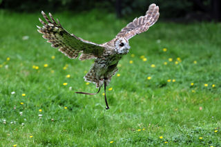 2024.08.01 Flyingbird2