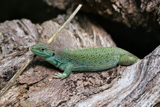 2024.09.03 Occlizard