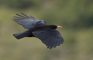 Chough Flying 1200X1200