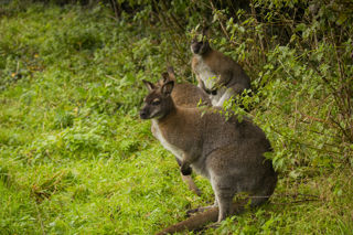 Wallaby Oct21 09