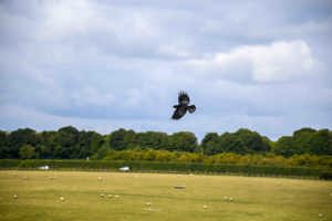 Freeflying Chough 01