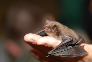 Daubenton's Bat Credit Wikimedia
