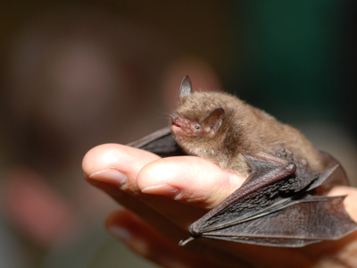 Daubenton's Bat Credit Wikimedia