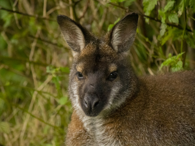 Wallaby Oct21 03 (1)