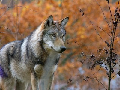 Wolfescot2