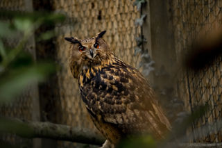 Owl 02