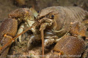 Vobster Crayfish 3