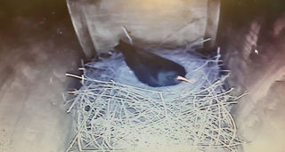 Chough Cam