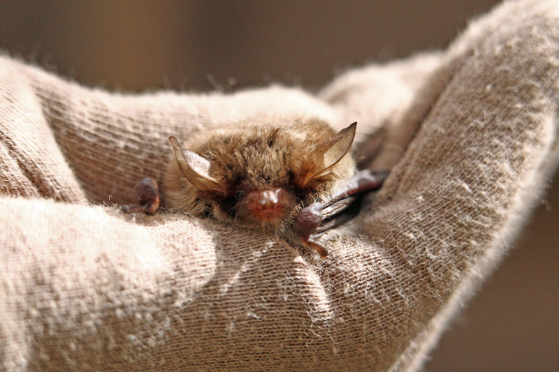 2019.10.22 Bat (2)