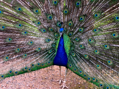 Peacock 06 2500X1500