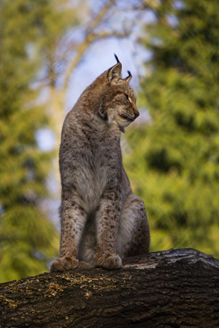 Lynx 141