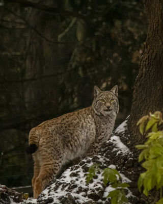 Lynx Snow 22 01