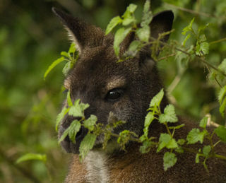 Wallaby Oct21 02