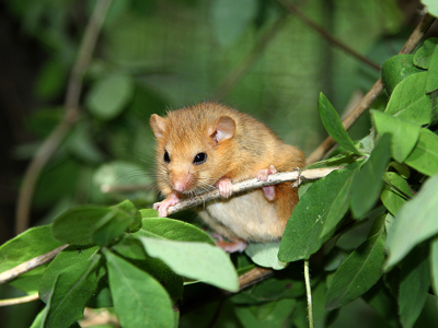 Conservation Spotlight Dormouse2 Web