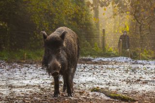 Devon Boar Snow 22 04 (1) Min