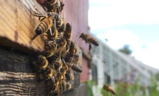Honey Bee 03 2500X1500