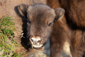 Bison Calf 6 Dec2022 (Donovan Wright)