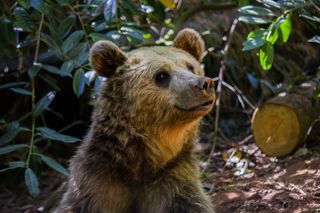 Devon Bears May22 03 (1) Min