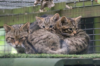 Wildcat3 2500X1500