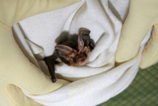 Brown Long Eared