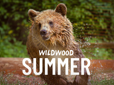 Devon Summer Web Banner