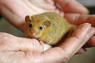 Hazeldormouse3 2500X1500