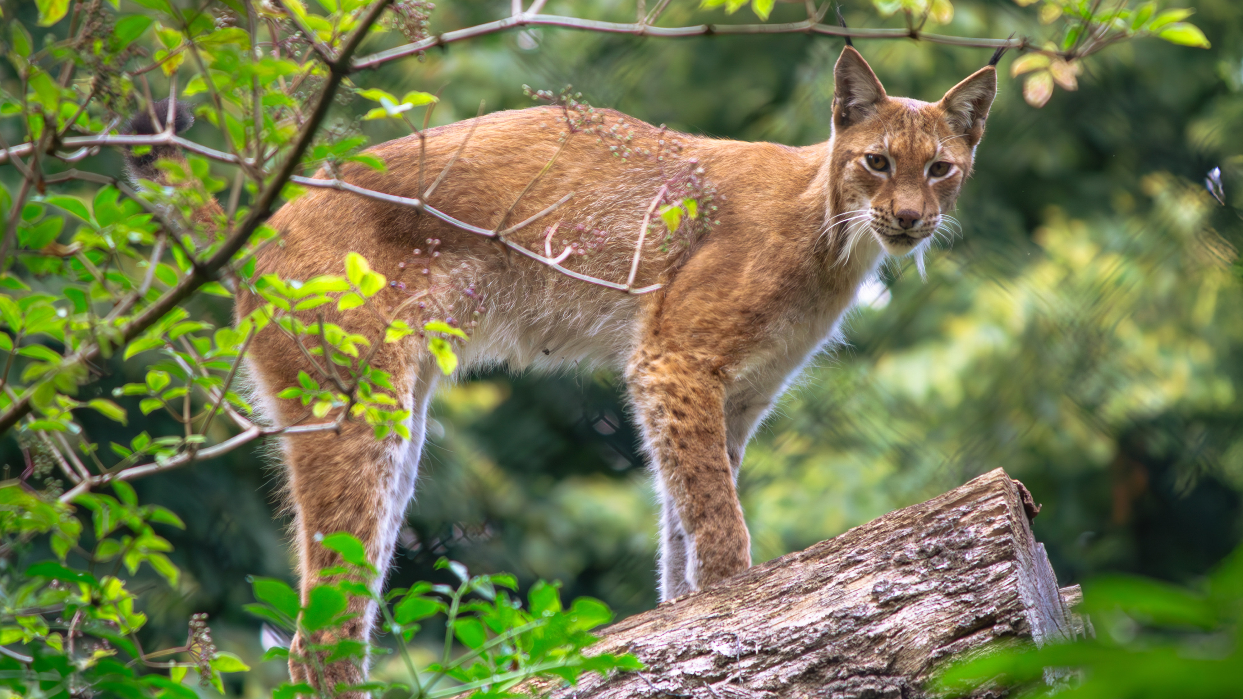 2. Summer Evening (Devon)
