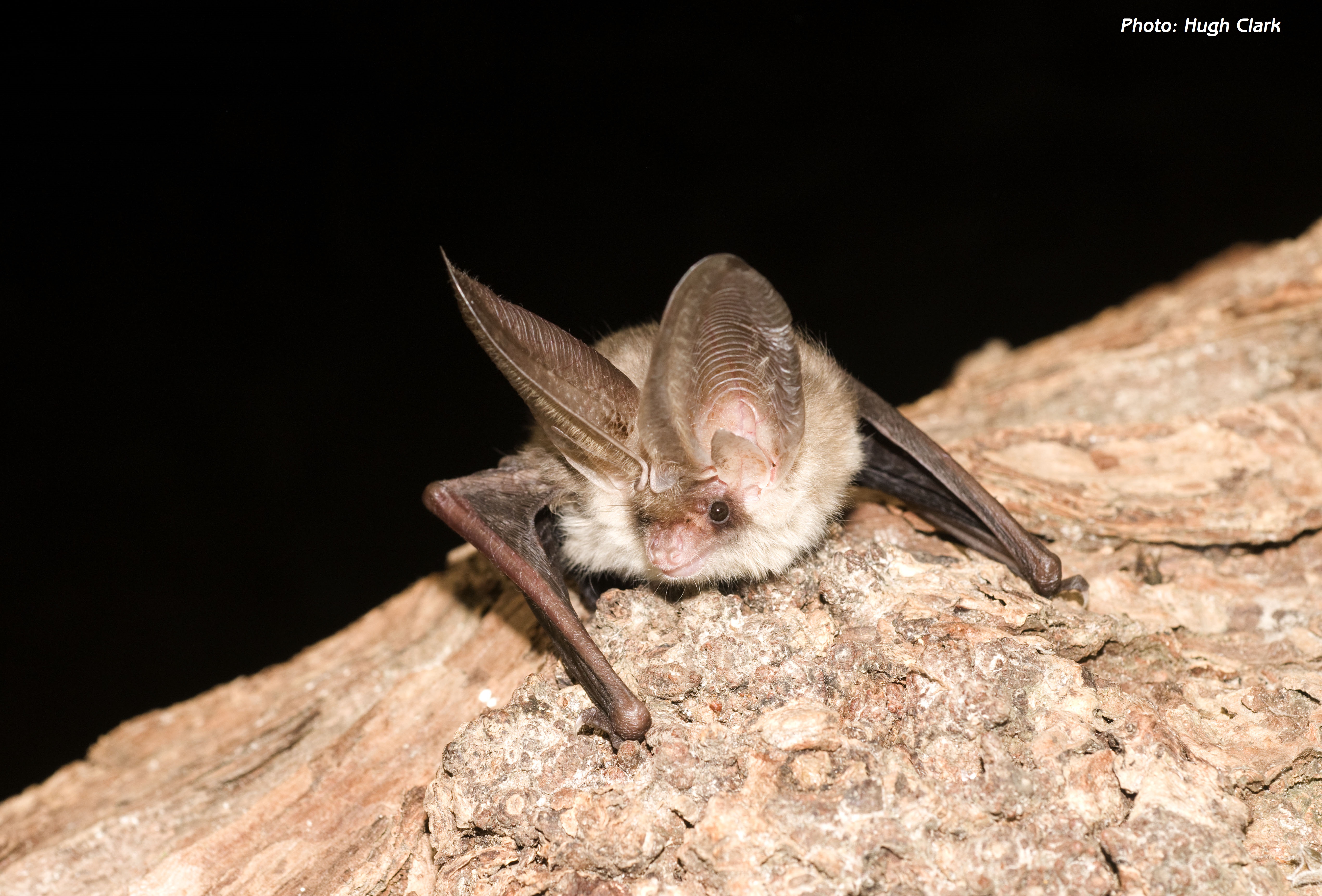 2019.11.02 Bat Long Eared