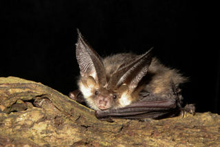 Brown Long Eared Bat 6 HC Red (1)