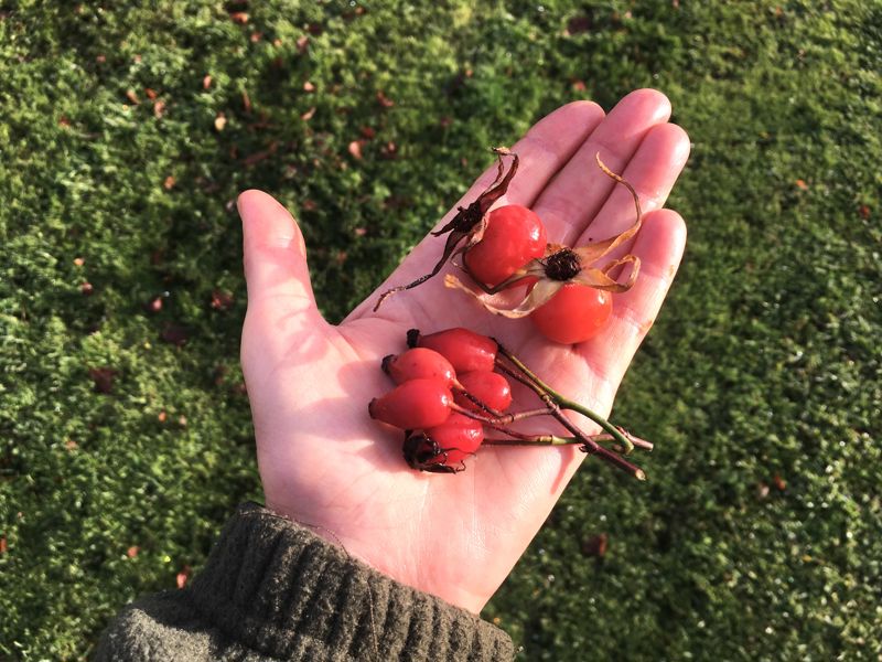 Rosehips