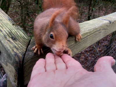 Copy Of Squirrel 01