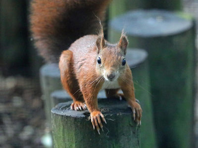 Redsquirrel2 2 1200X1200