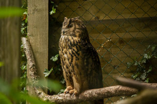 Owl 06