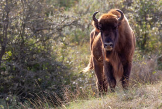 Kraansvlak Bison 1 Donovan Wright 2 1200X1200