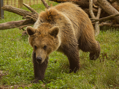 Bears Mish 17