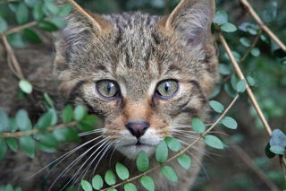 Wildcat Appeal 1 1200X1200