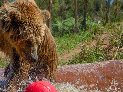 Bear In Pond No Text