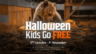 Wildwood Halloween Hero (Devon Website)