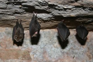 Lesser Horseshoe Credit Flickr Jessicajil