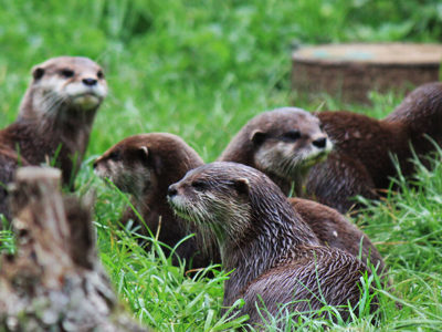 Otter Web Banner 01 2500X1500