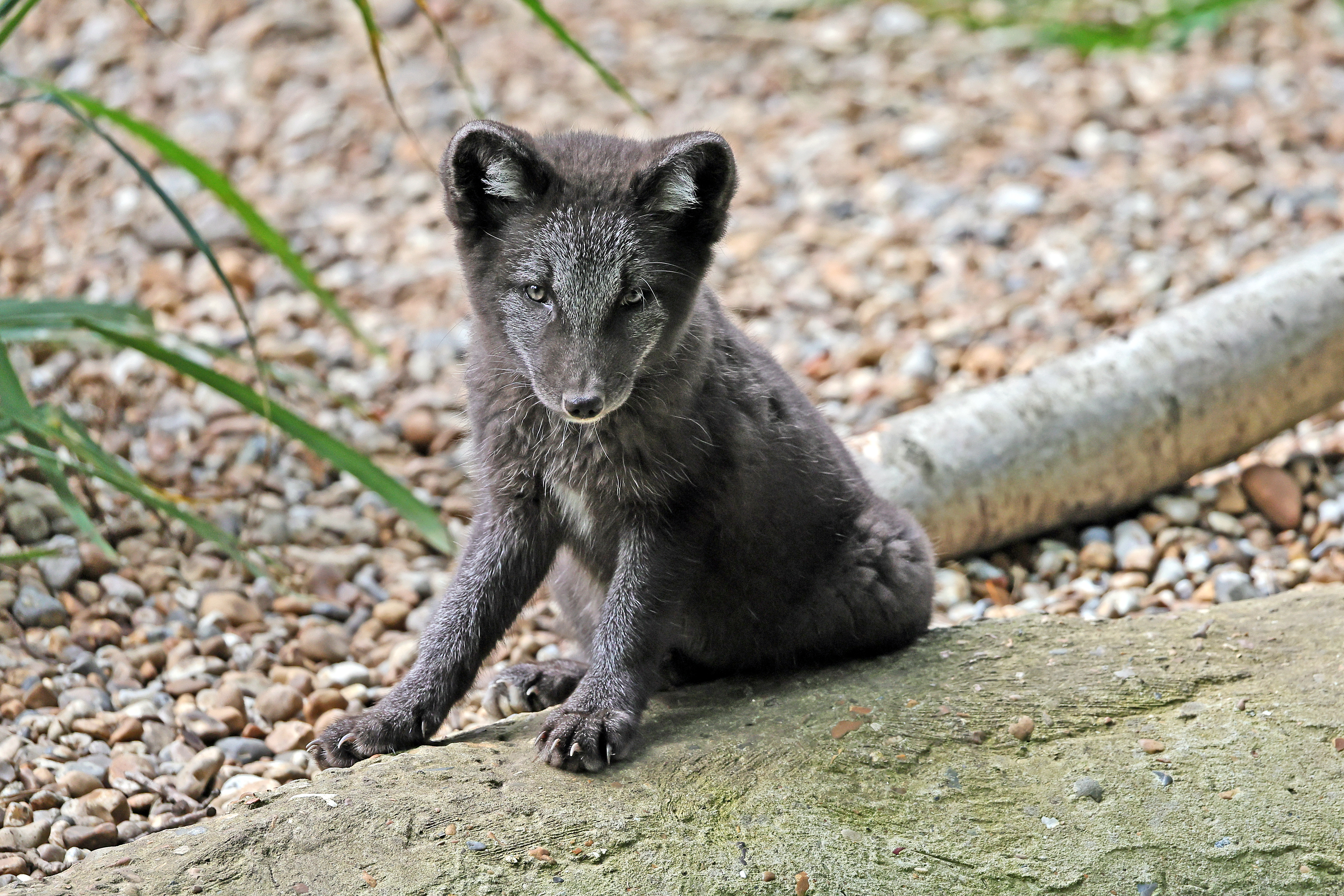 2024.07.18 Arctic Pup 2