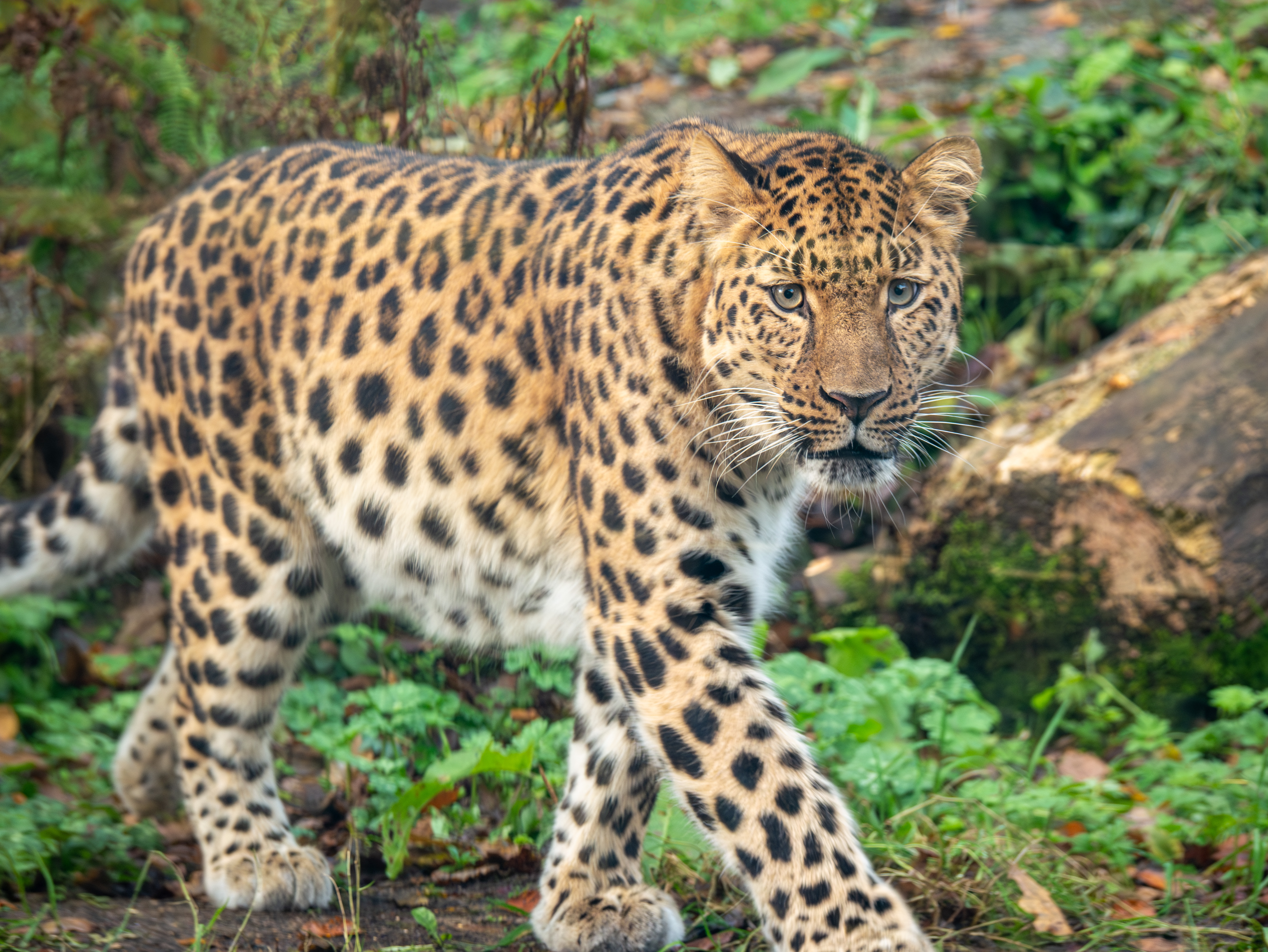 Duffield Leopard Wildwood Special Offers