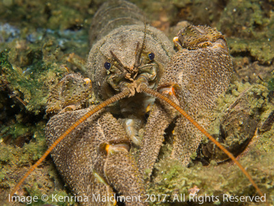Vobster Crayfish 1